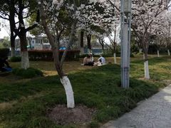 景点-高东镇樱花园