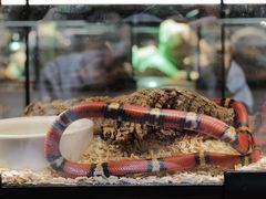 -帕帕拉兹宠物(亚洲旗舰店)