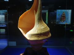 -贝壳王国博物馆
