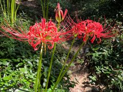 -上海佘山国家森林公园天马山园