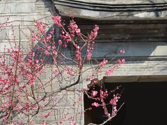 -芥子园