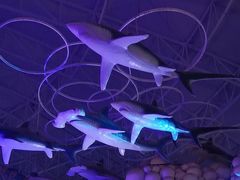 -烟台海昌鲸鲨海洋公园