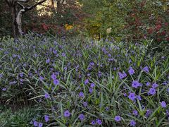 -白塘生态植物园
