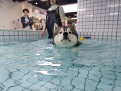 -柚子宠物(伊珊娜调理店)