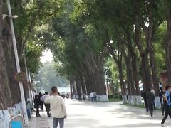 林荫道-斯大林公园