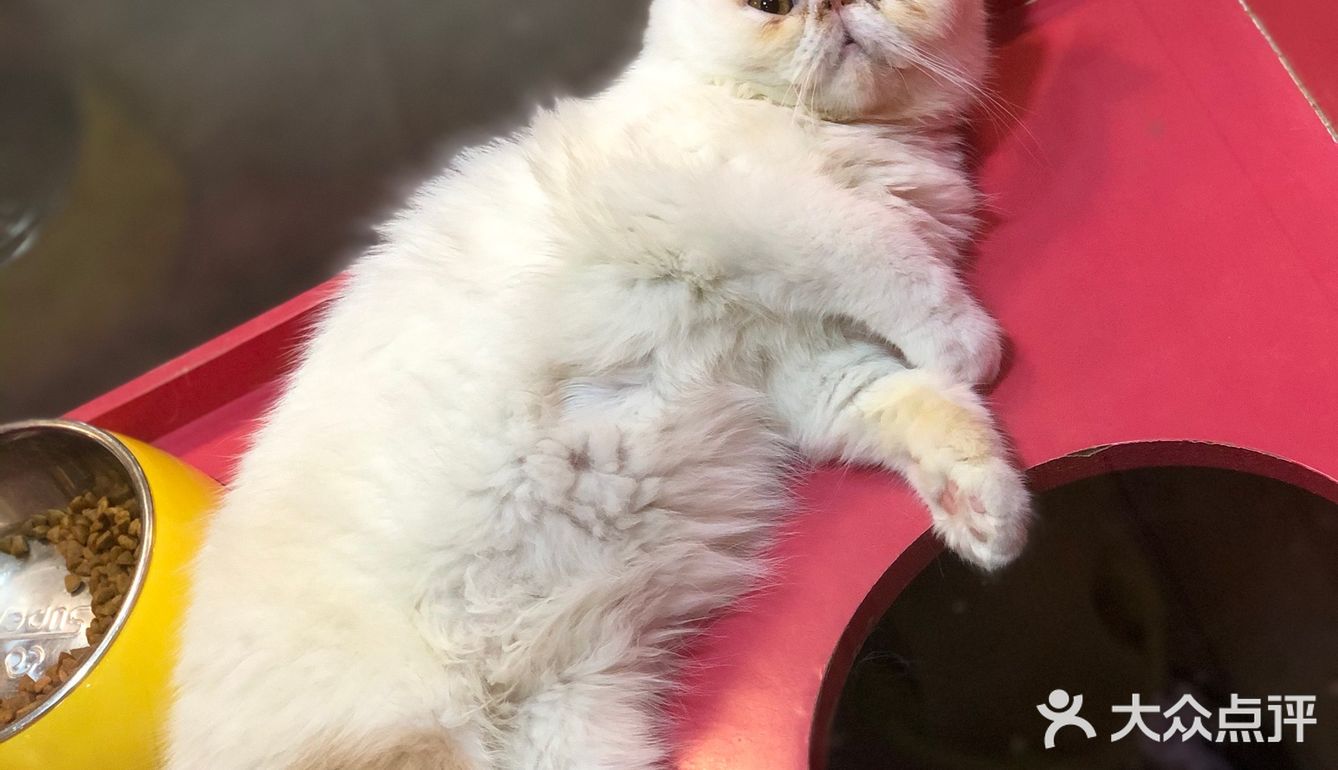 小小香宠 宠爱我们每个宝宝