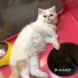 小小香宠 宠爱我们每个宝宝