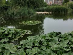 -前关湿地公园