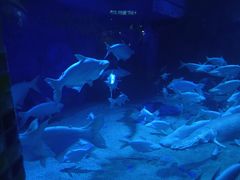 -成都浩海立方海洋公园