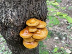 -牛背梁国家森林公园