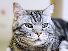 -平行世界·猫咖(首经贸店)