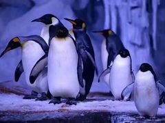 -海合安武汉极地海洋公园