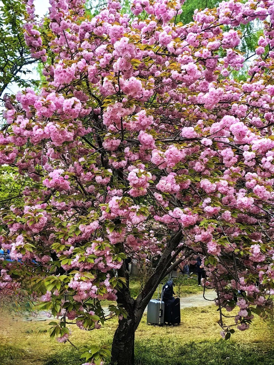 莲花池公园的绝美晚樱~~~一片花海