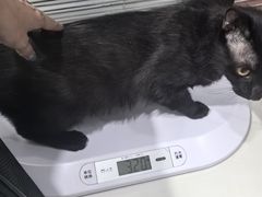 -伟伟宠物医院·CT影像中心·瑞派犬猫综合性门诊(汉口总院)