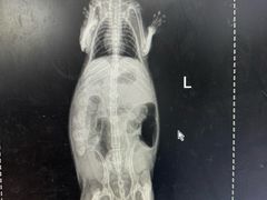 -瑞派·关忠动物医院·异宠专科·犬猫肿瘤·皮肤专科(望京店)