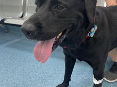 -北京赛佳动物医院