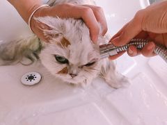 -十年猫舍·猫咪专门店(普陀店)