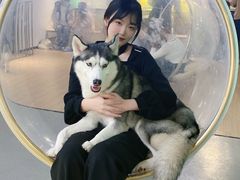 -Husky Go! 哈士奇体验馆·宠物咖啡厅狗咖