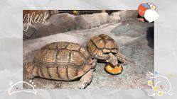 -酷嗒动物文化乐园(cutezoo西溪乐天城店)