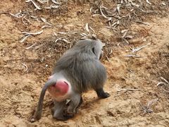 -云南野生动物园