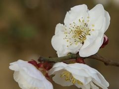 -北京鹫峰国家森林公园
