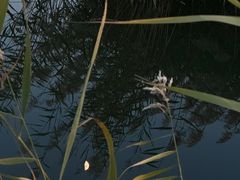 -野鸭湖国家湿地公园