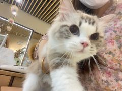 -momokira米努特·德文卷毛猫·棉花面纱犬