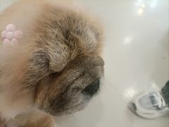 -共舞时光猫咖·狗咖(新街口店)
