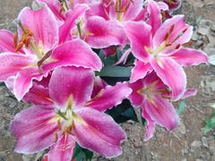 -松山湖梦幻百花洲