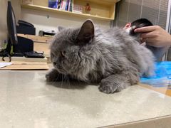 -芭比堂宠物医院·全科爱猫医院·仁德分院