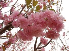 多瓣樱花DSCN9605-天适樱花悠乐园