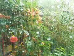 -老张烤羊(王哥庄店)