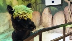 -酷嗒动物文化乐园(cutezoo西溪乐天城店)