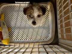 -天宠宠物医院24小时·急重症诊疗中心·全科·腔镜特色(和平分院)