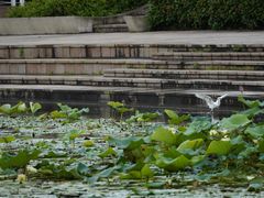 -新江湾城公园