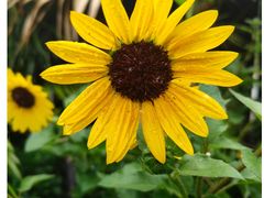 -gogo·Thai泰西餐厅