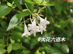 -湖南省植物园
