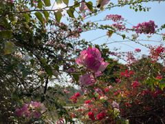 -中国科学院西双版纳热带植物园