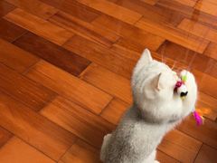 -创凡宠物医院·骨专科  猫科中心(西乡分院)