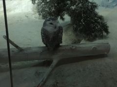 -新加坡飞禽公园