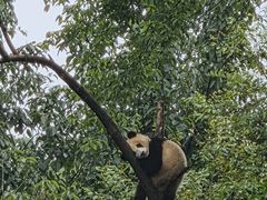 -中国大熊猫保护研究中心雅安碧峰峡基地