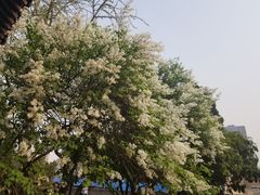 -西安青龙寺遗址景区