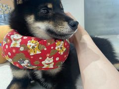 -柴务处·柴犬主题狗咖