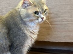 -MOCHA明星猫咖(田子坊店)