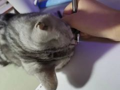 -糯米喵星人总部直营旗舰店·猫舍·幼猫出售