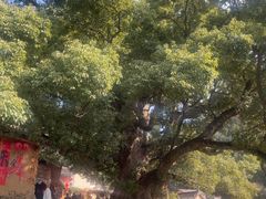 -杨家堂村