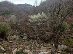 -麻城大别山桐枧冲瀑布群风景区