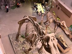 -陕西自然博物馆