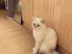 -猫腻·猫咖·撸猫馆(星光大道店)