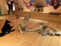 -喜柴咖啡·柴犬狗咖
